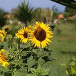 Kır Evi Ninea Ricadi