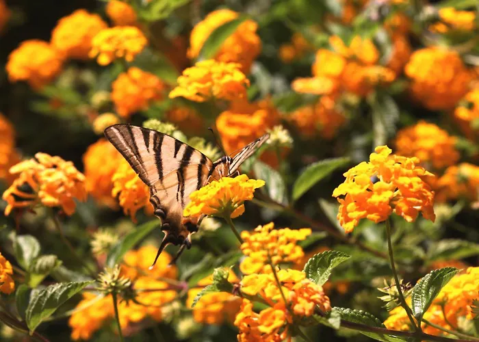 Ninea 乡村民宿 *