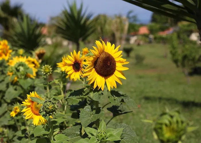 Hétvégi ház Ninea Ricadi